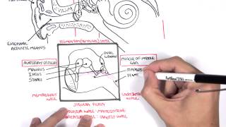 Anatomy  Ear Overview [upl. by Aisac]