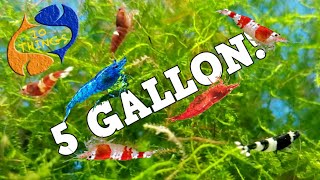 10 BEST FISH For 5 Gallon AQUARIUM [upl. by Lenssen]