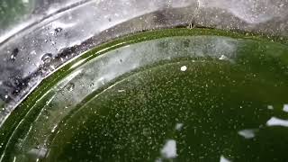 DAPHNIA MOINA CULTURE IN A SMALL BUCKET [upl. by Gardel842]