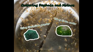 How To Culture Daphnia and Moinas using Green Water Spirulina powder [upl. by Mattland]