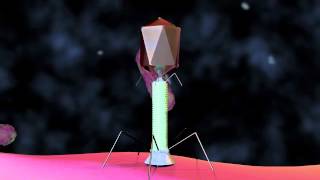 Bacteriophage T4 Virus  3D Animation [upl. by Atnoved]