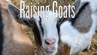 Raising Backyard Goats [upl. by Auginahs]