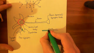 The GABAA Receptors and the Benzodiazepines Part 1 [upl. by Nimaynib52]