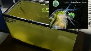 Raising Daphnia for the Freshwater Aquarium [upl. by Ahsinroc]