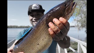 How to Fish with Shiners  Live Bait [upl. by Terryl]