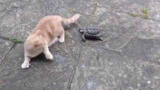 FAST TORTOISE HUNTS amp RELENTLESSLY ATTACKS CAT FROM GARDEN [upl. by Kassie]