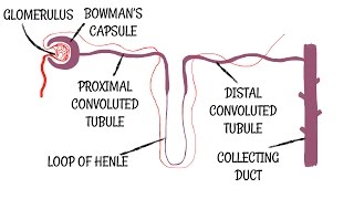 Kidneys  Clinical Anatomy renal anatomy [upl. by Evelinn]