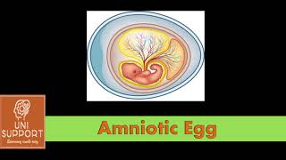 What is an Amniotic Egg  Features and Structure [upl. by Basil]