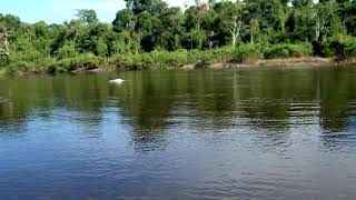 Sounds of the Pink River dolphin [upl. by Ainessej]