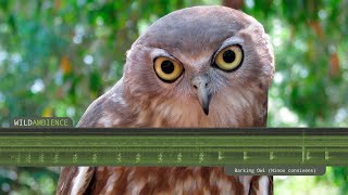 Barking Owl  Sounds amp Calls [upl. by Kara]