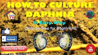 HOW TO CULTURE DAPHNIA In Easy Way [upl. by Aiclid]