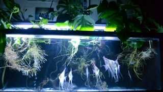 Wild Angelfish scalare amp altum in Amazon biotope style aquarium [upl. by Li]